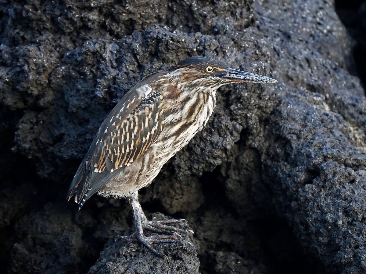 Striated Heron (Galapagos) - ML616703717