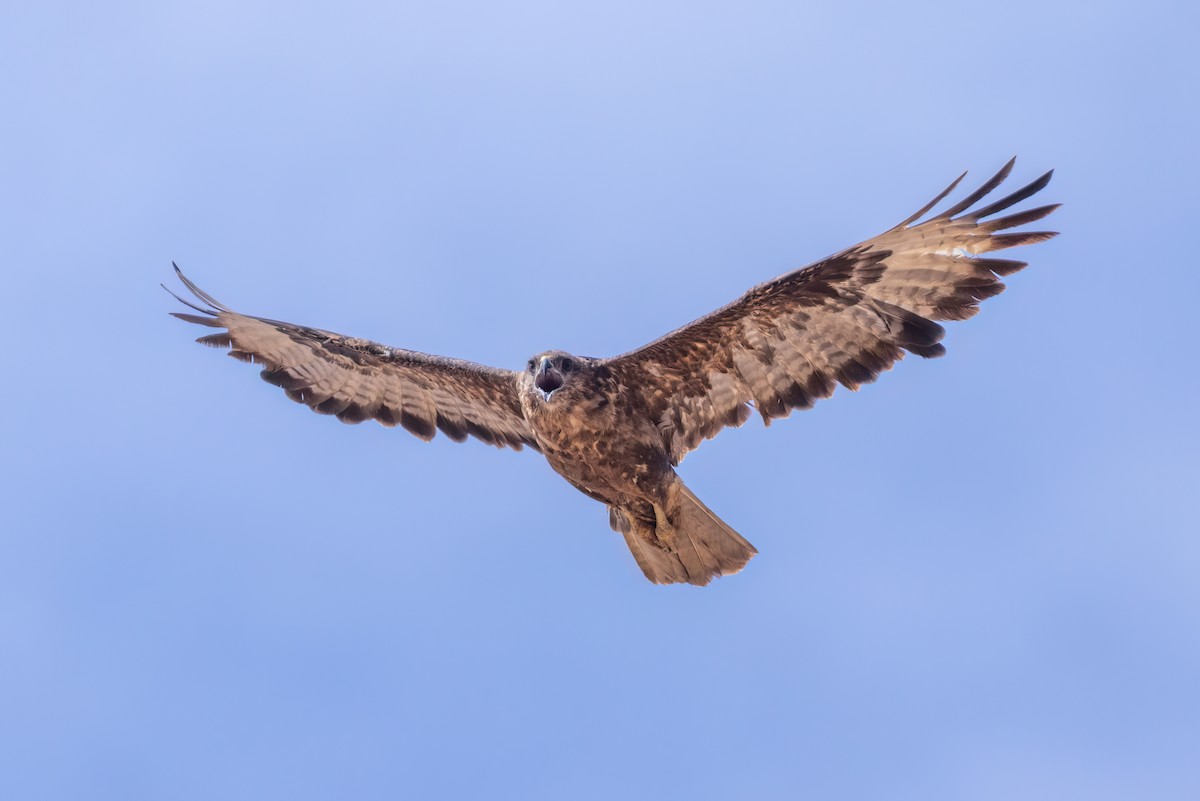 Common Buzzard (Canary Is.) - ML616703732