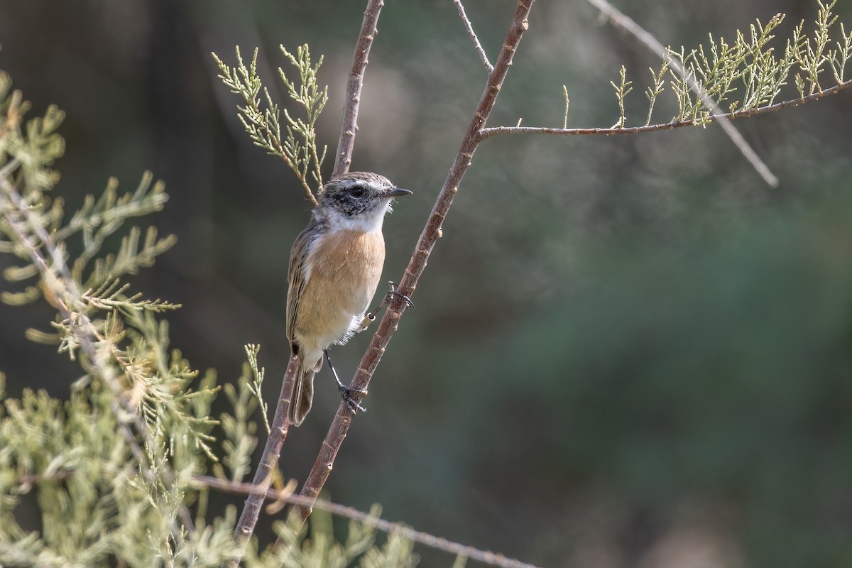 Fuerteventura Stonechat - Max Khoo