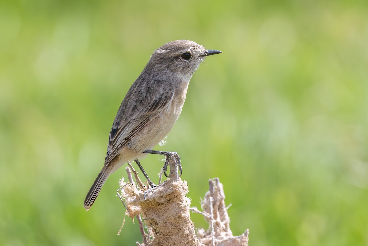 Fuerteventura Stonechat - ML616703736