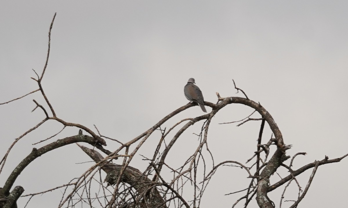 Ring-necked Dove - Kevin Gong