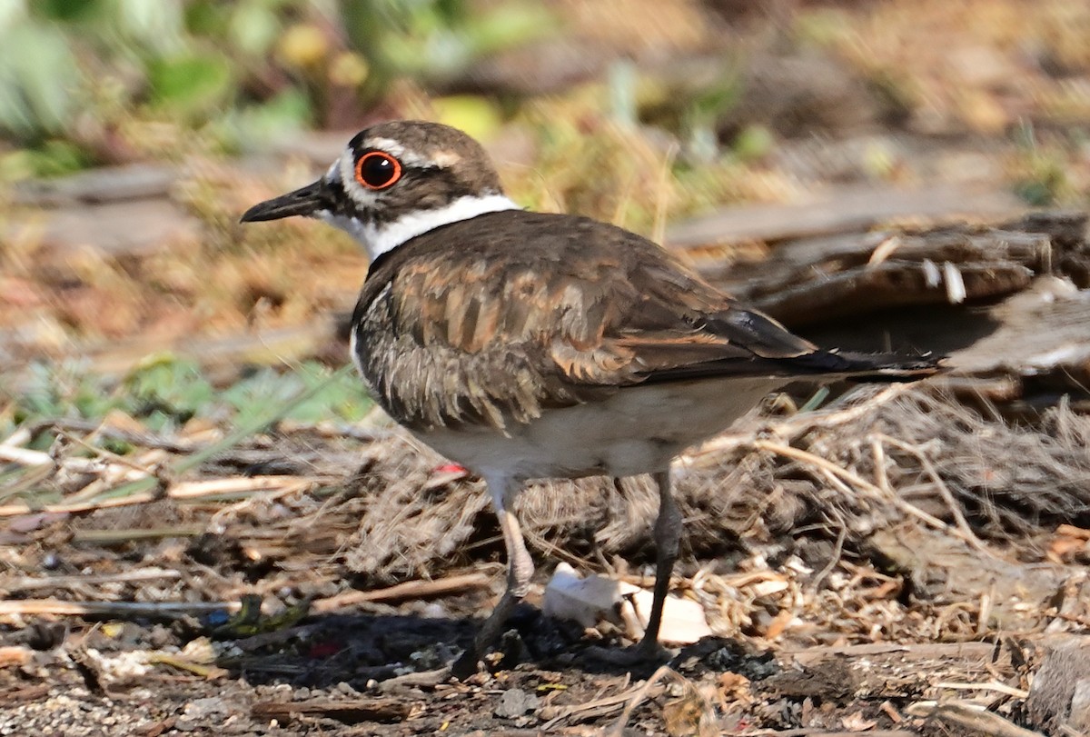 Killdeer - Gerardo Aguilar Anzures