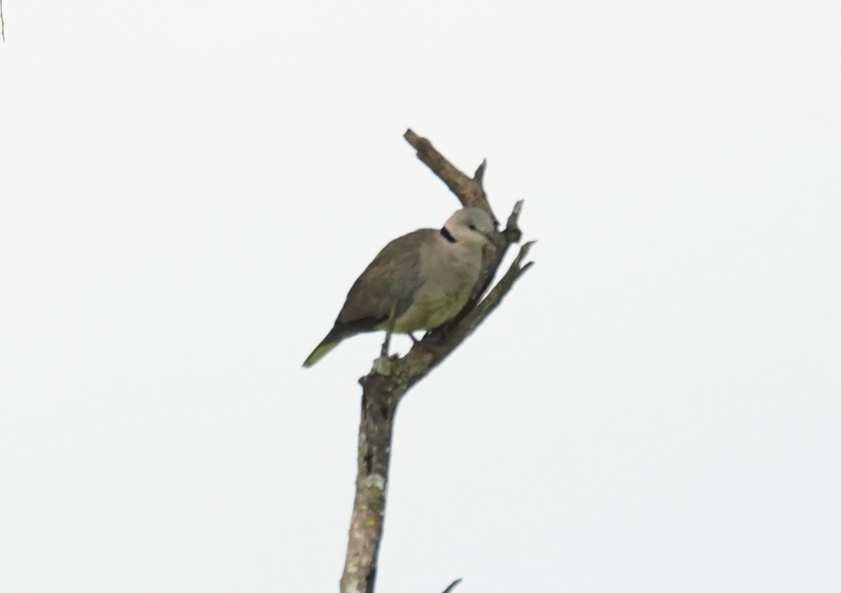 Ring-necked Dove - ML616703877