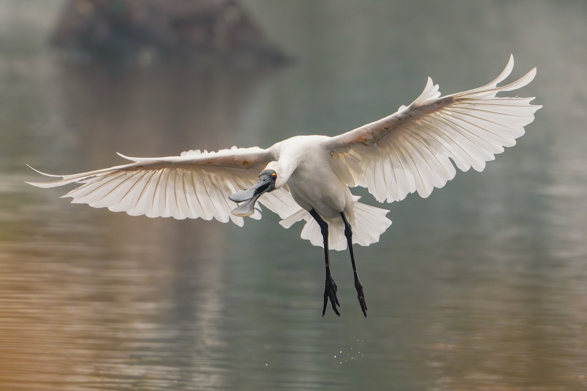 Royal Spoonbill - ML616703887