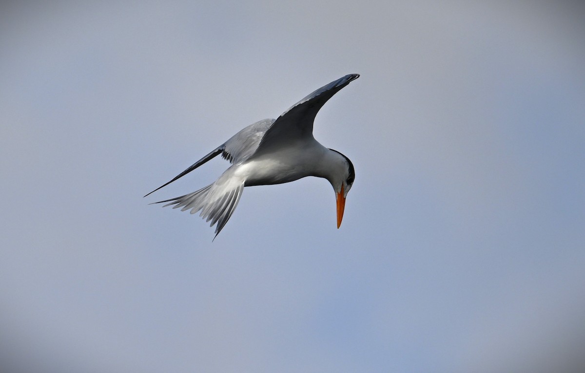 Royal Tern - ML616703918