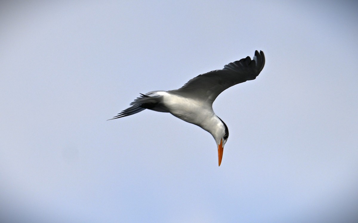 Royal Tern - ML616703919