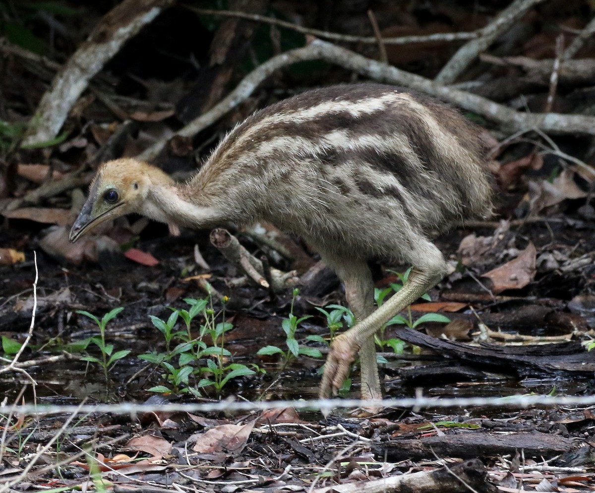 Southern Cassowary - ML616703920