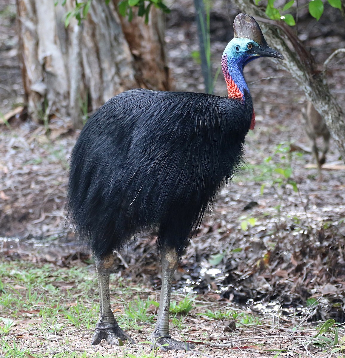 Southern Cassowary - Jeff Larson