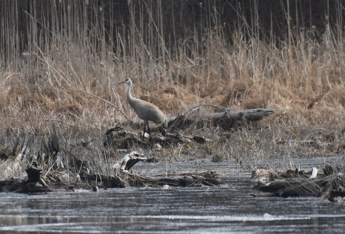 Sandhill Crane - Tim Schadel