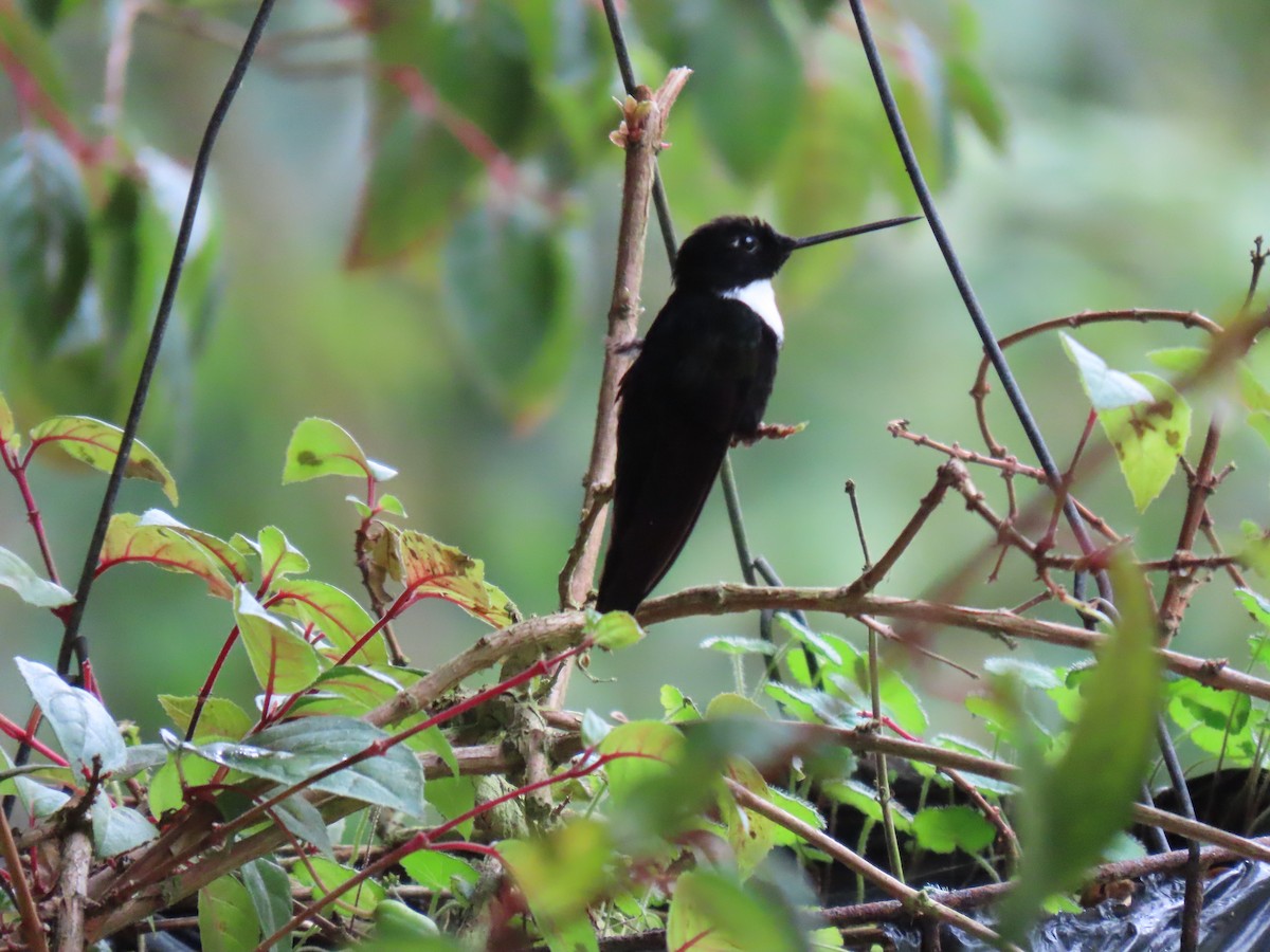 Collared Inca - Jose Martinez De Valdenebro