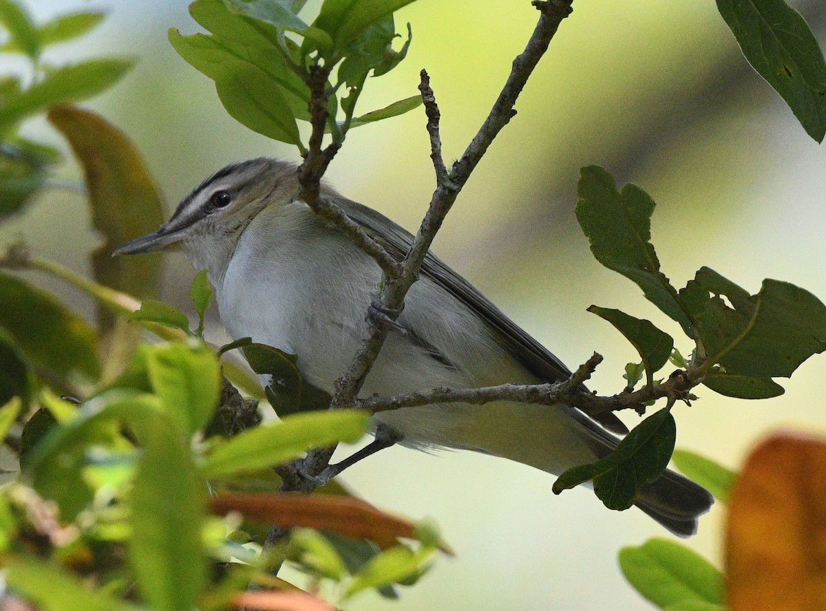 Red-eyed Vireo - ML616704002