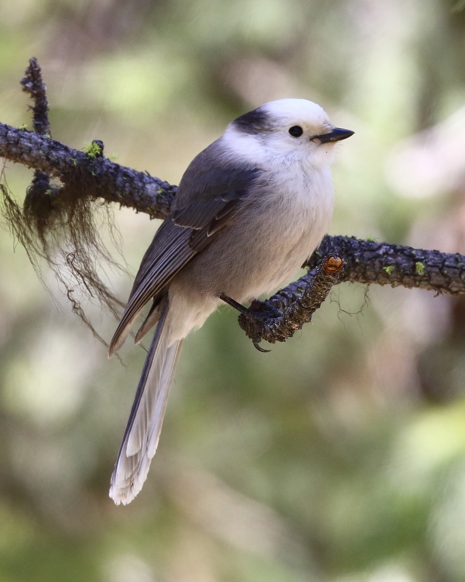 Canada Jay - ML616704034