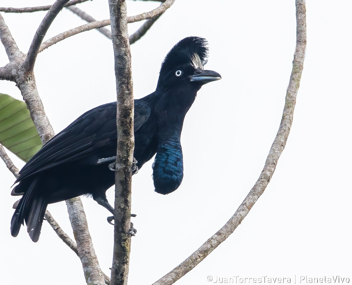 Amazonian Umbrellabird - ML616704065