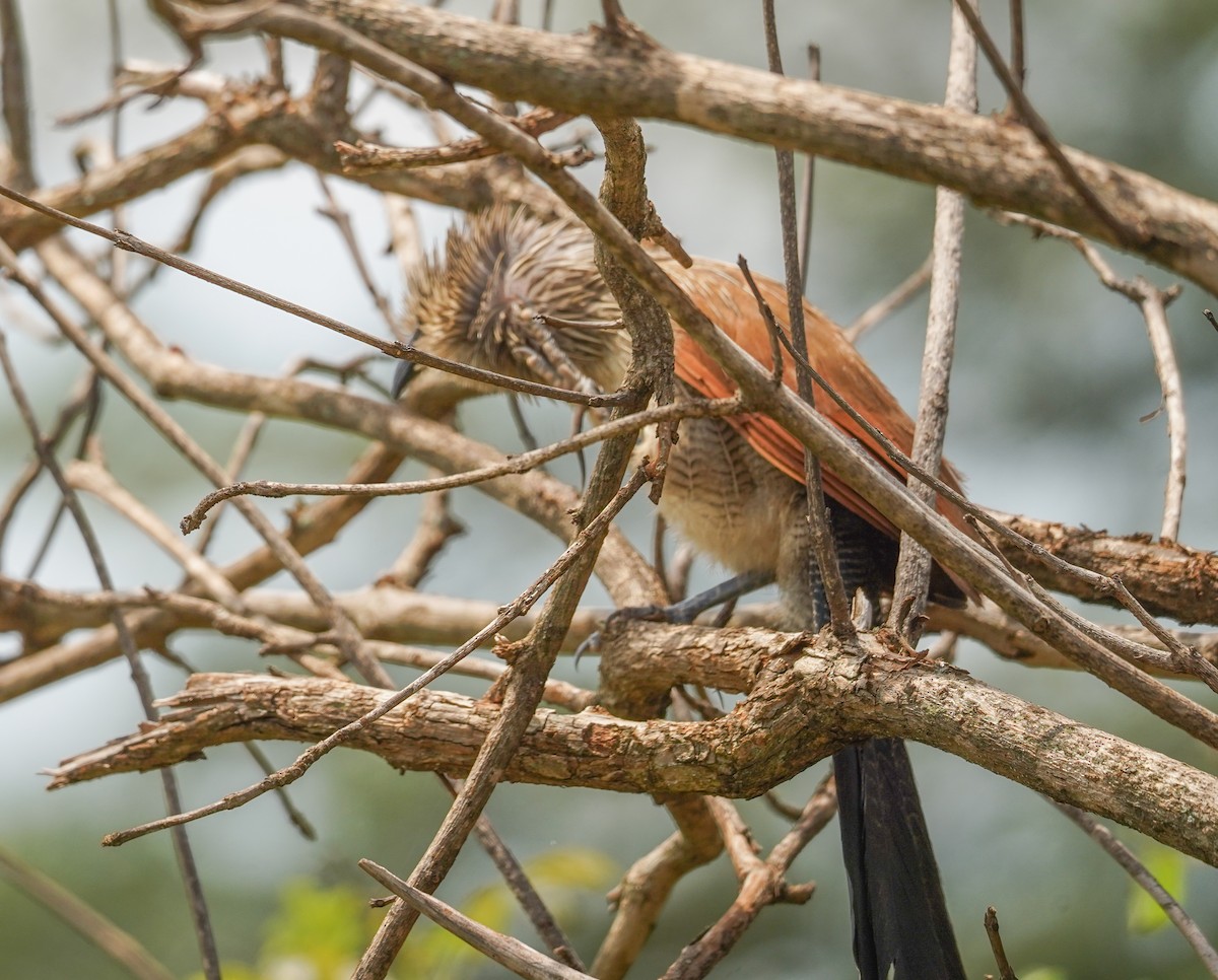 White-browed Coucal - ML616704078