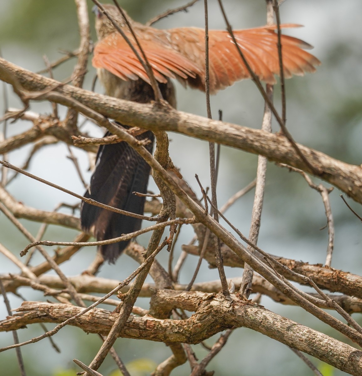 White-browed Coucal - ML616704079