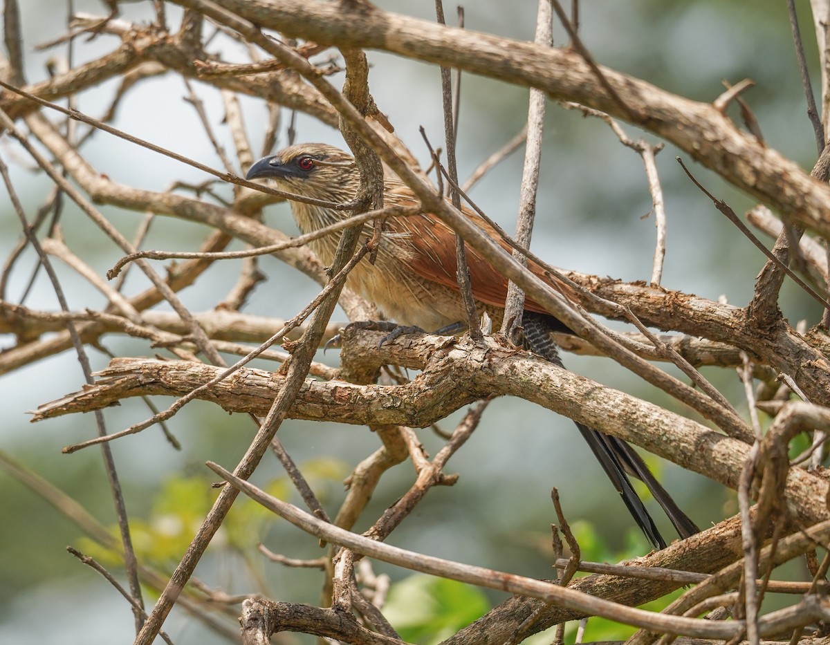 White-browed Coucal - ML616704080