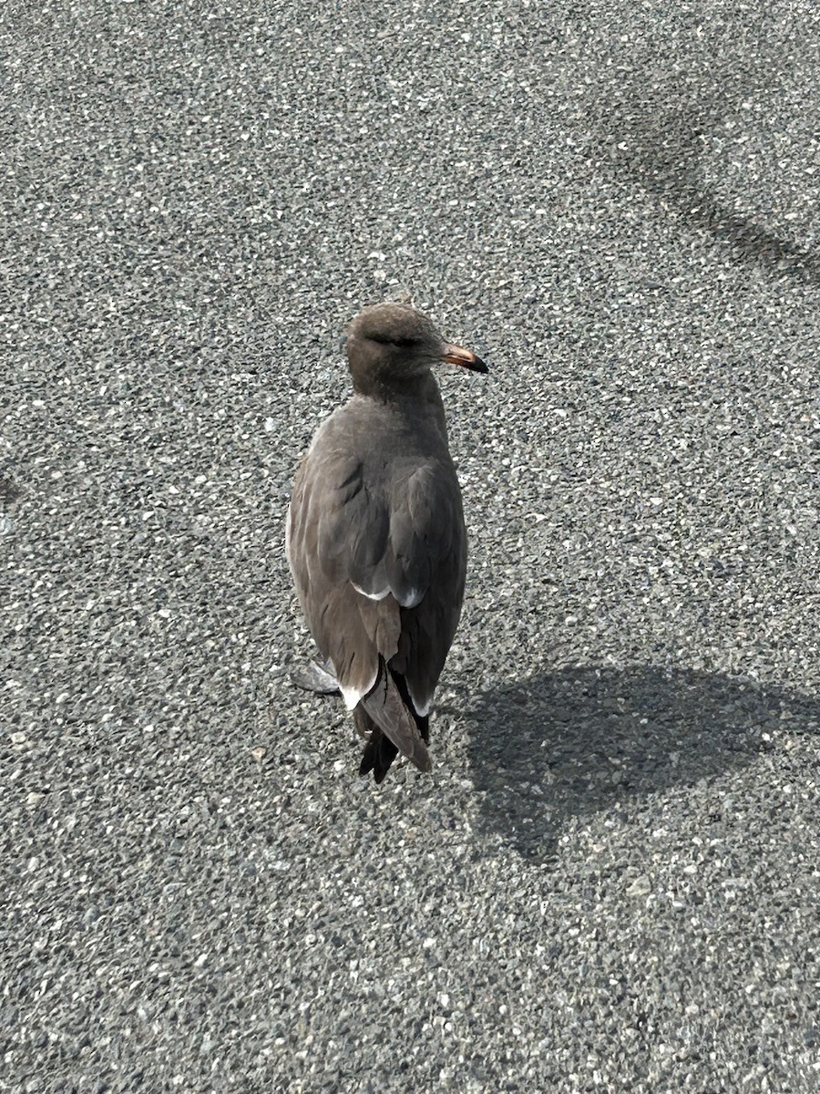 Heermann's Gull - ML616704153