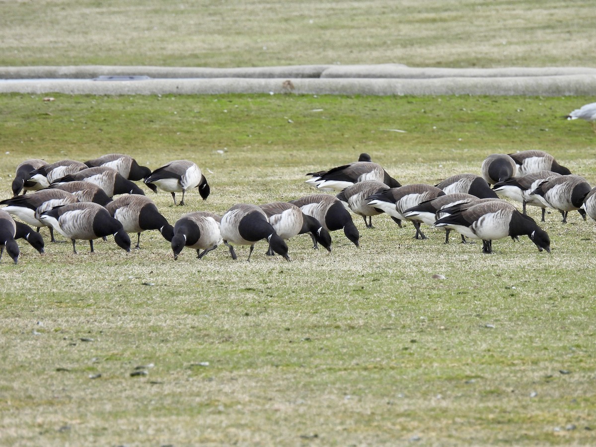 Brant - ML616704206