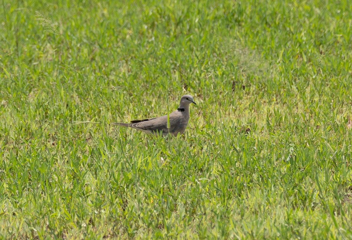 Ring-necked Dove - ML616704214