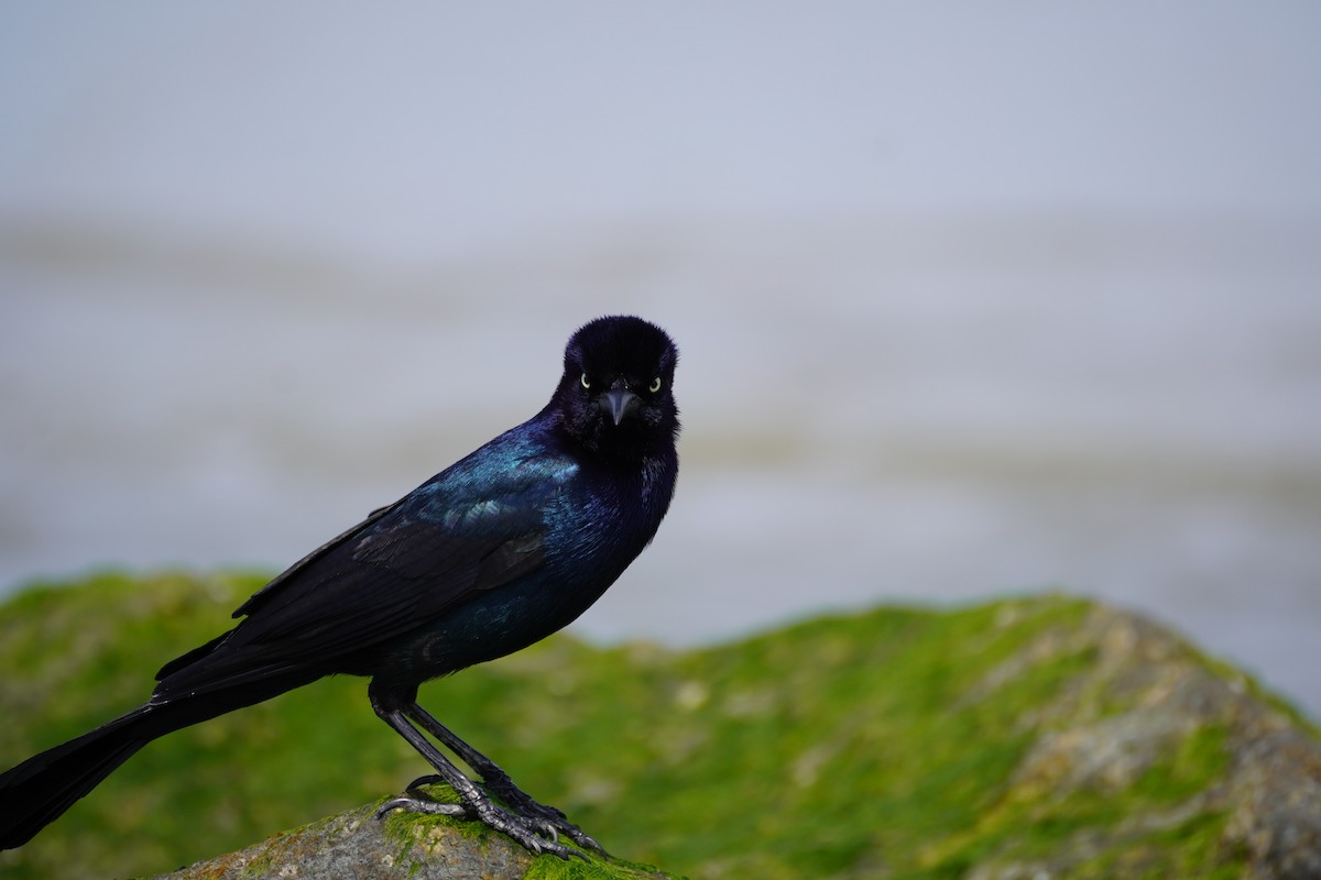 Boat-tailed Grackle - ML616704267