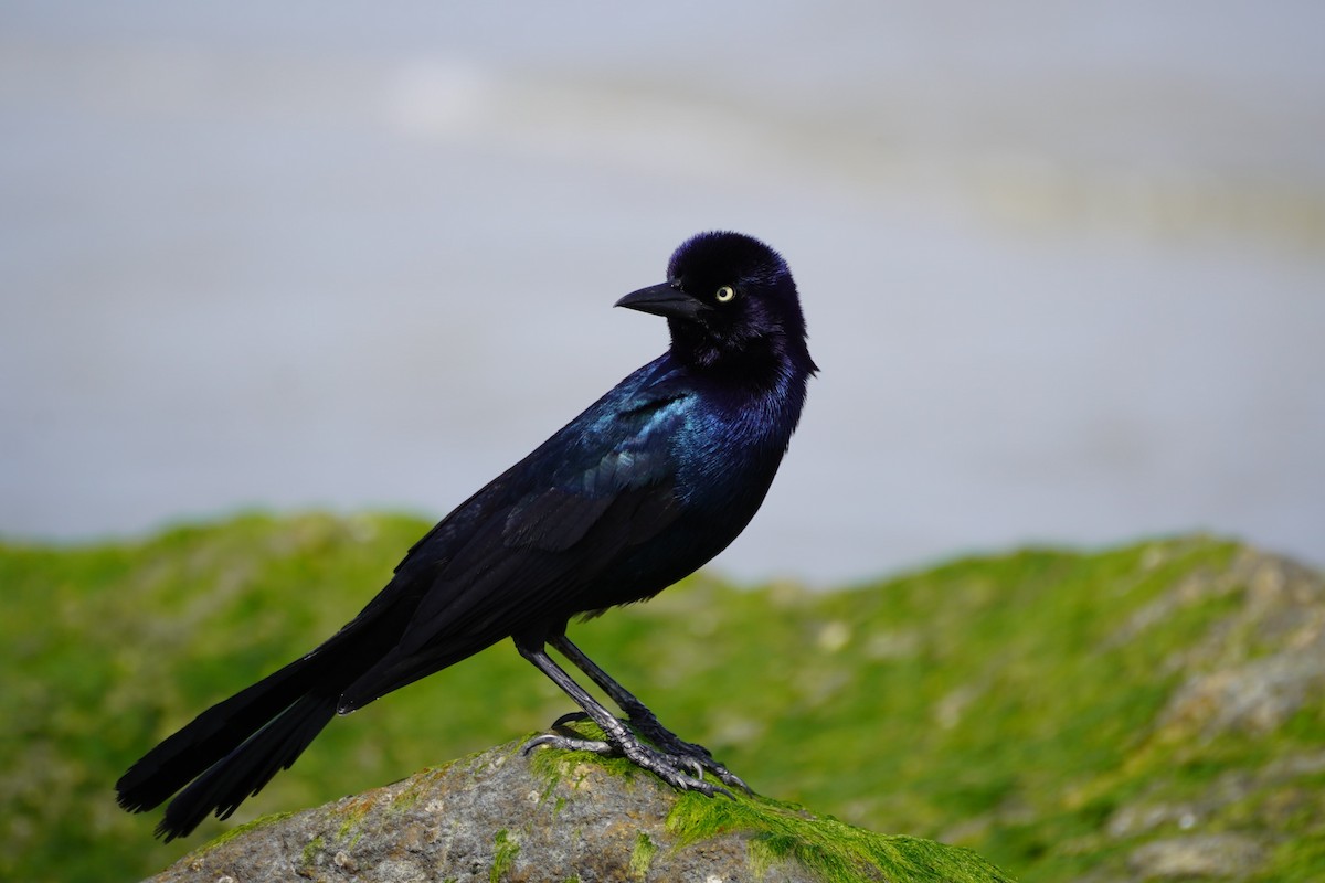Boat-tailed Grackle - ML616704270