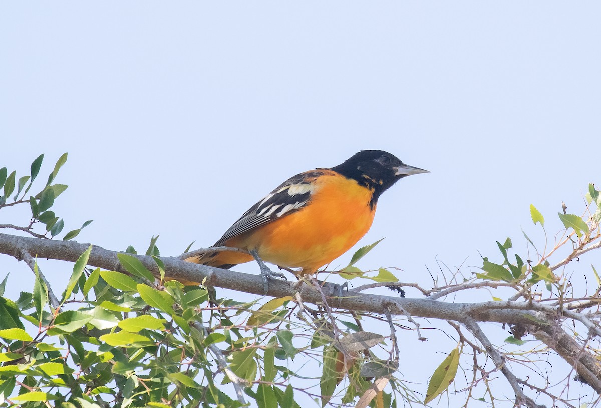 Baltimore Oriole - Liam Huber