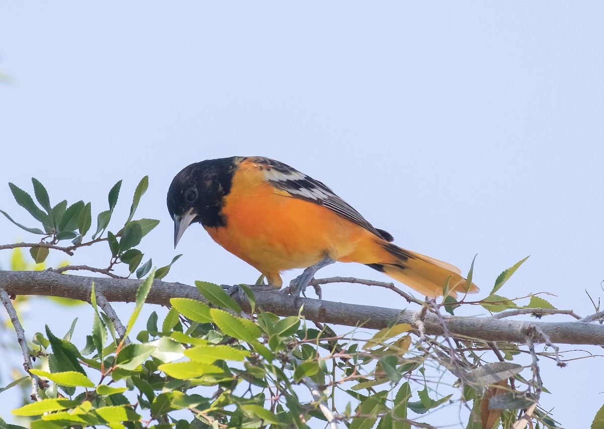 Oriole de Baltimore - ML616704312