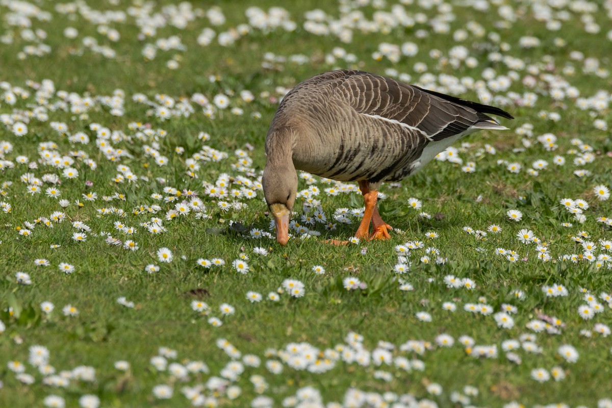 Greater White-fronted Goose - ML616704341