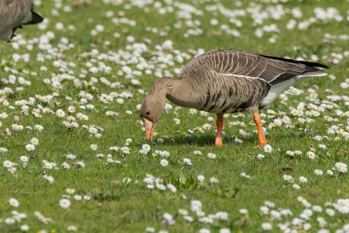 Greater White-fronted Goose - ML616704342
