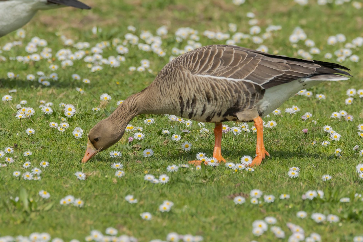 Greater White-fronted Goose - ML616704343