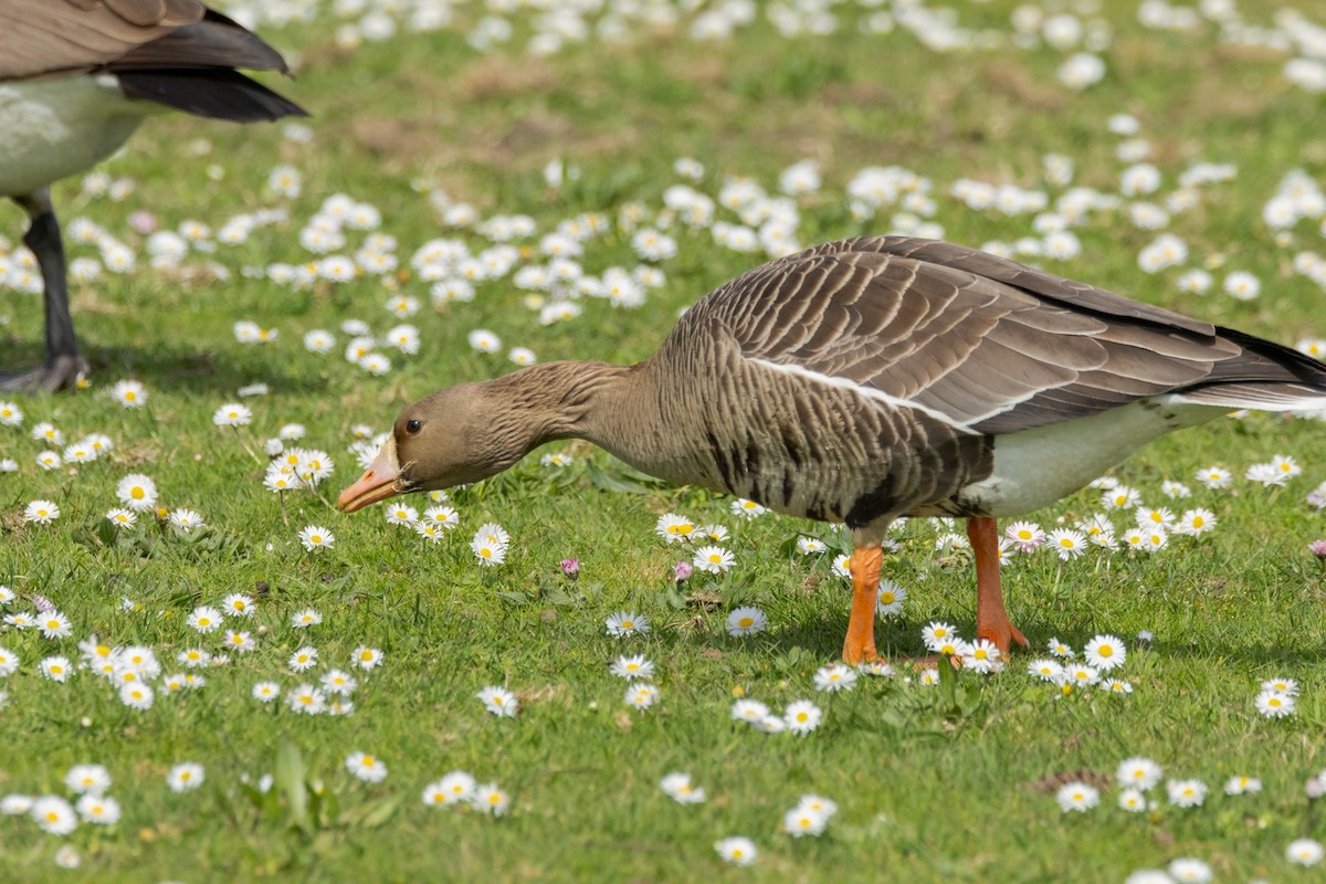 Greater White-fronted Goose - ML616704344