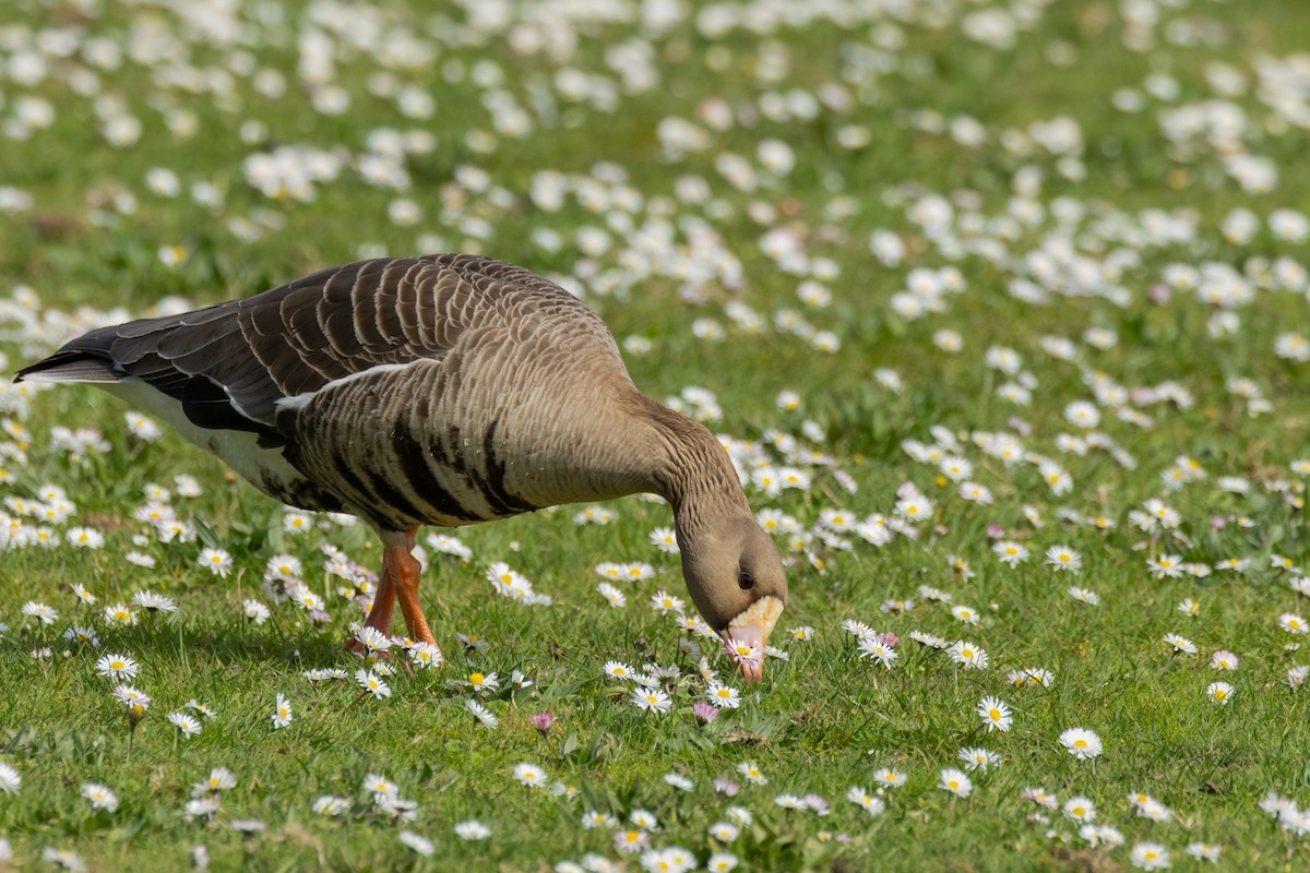 Greater White-fronted Goose - ML616704345