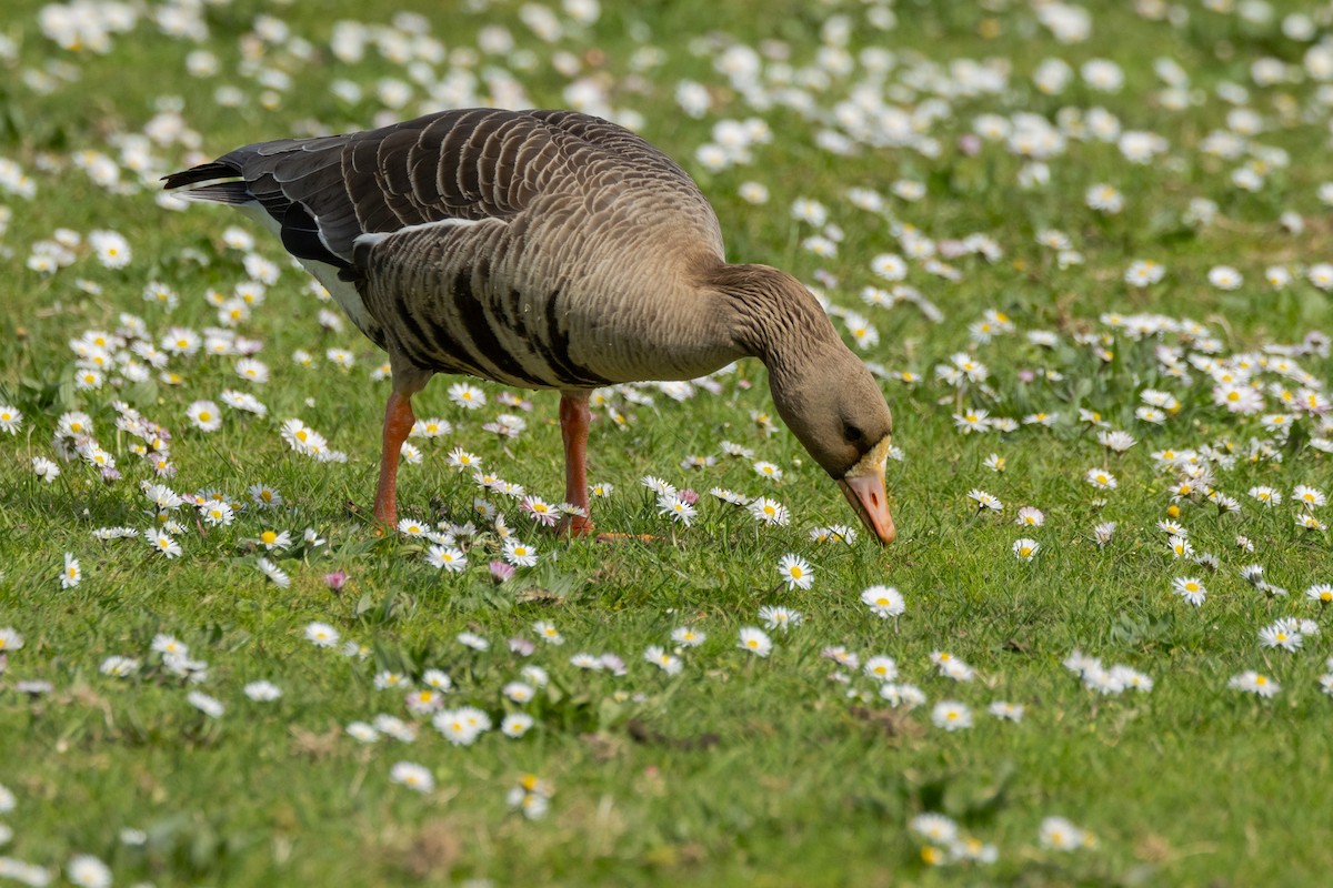 Greater White-fronted Goose - ML616704346