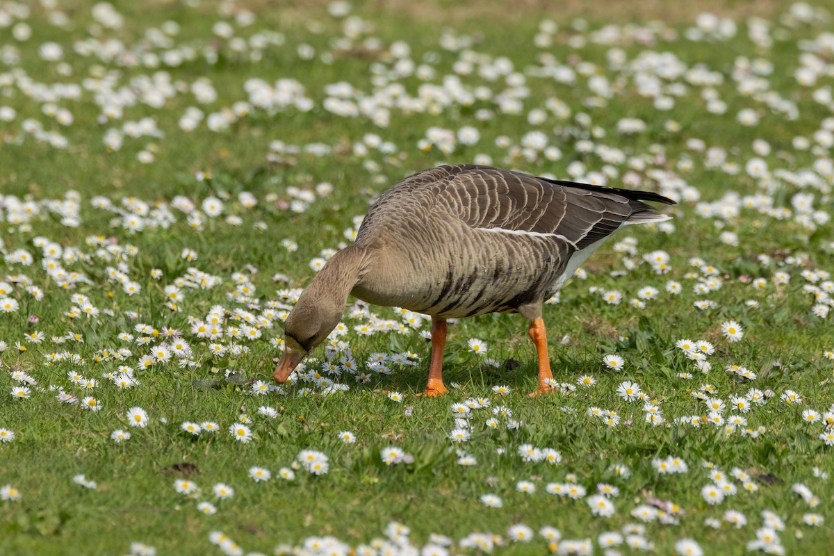 Greater White-fronted Goose - ML616704347