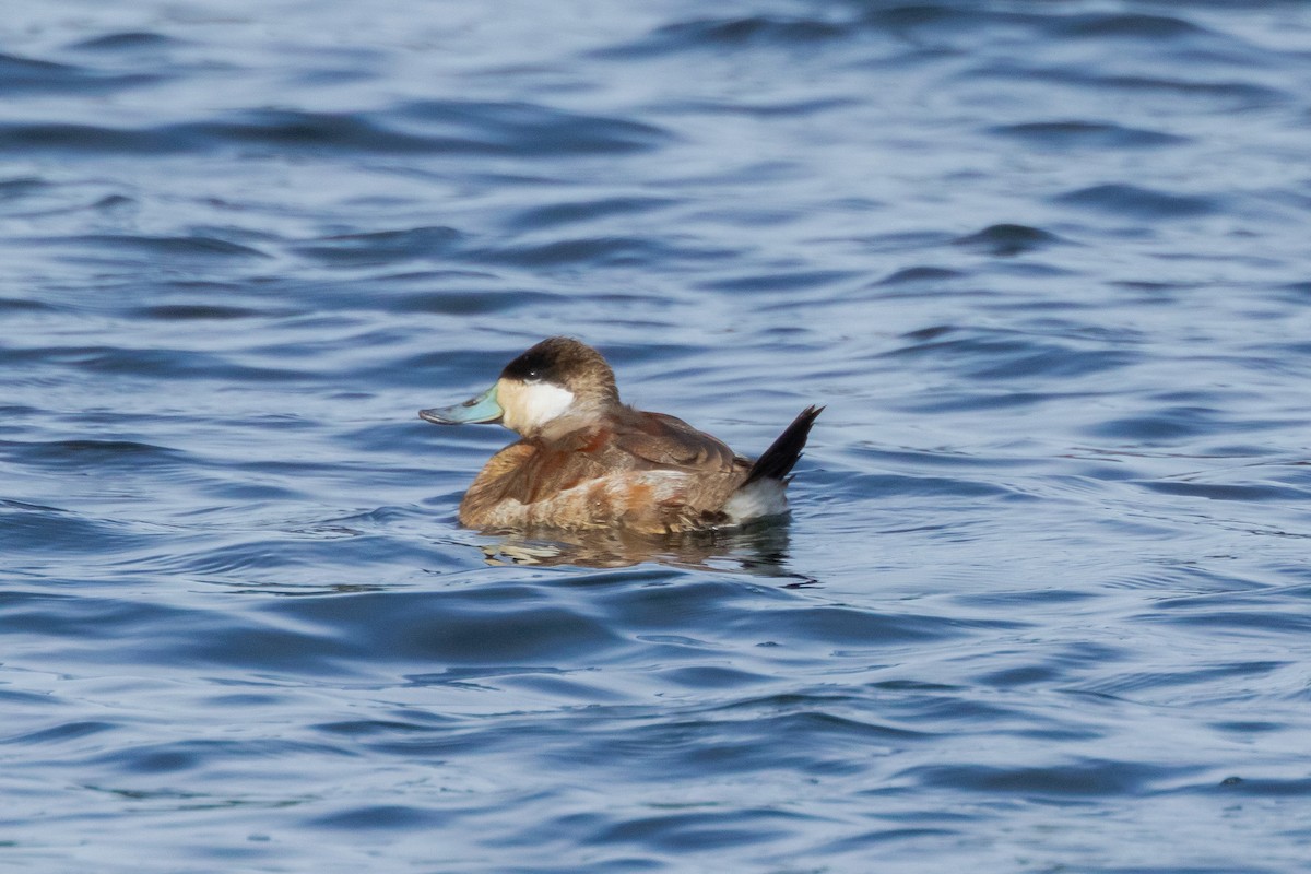 Ruddy Duck - ML616704371