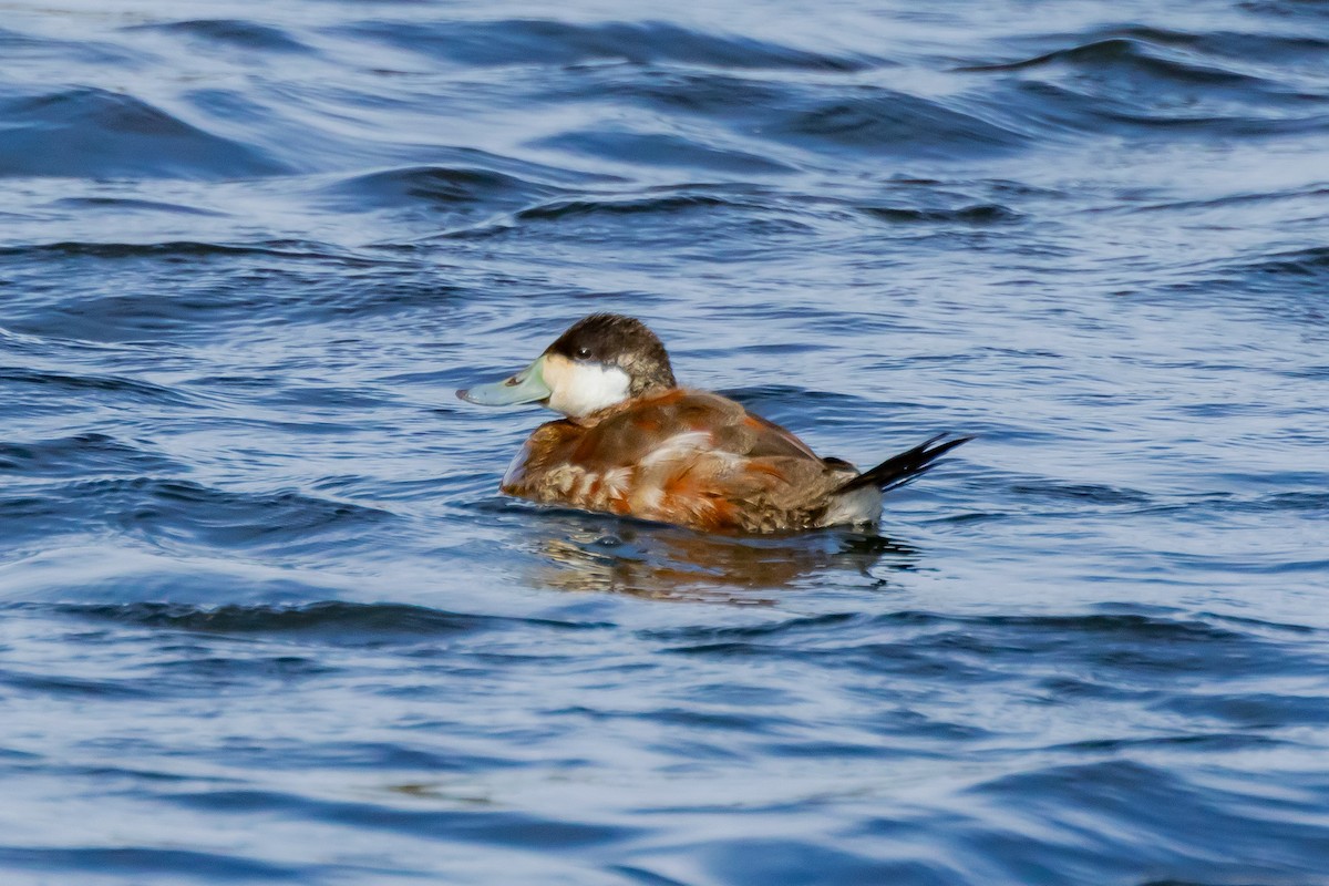 Ruddy Duck - ML616704395