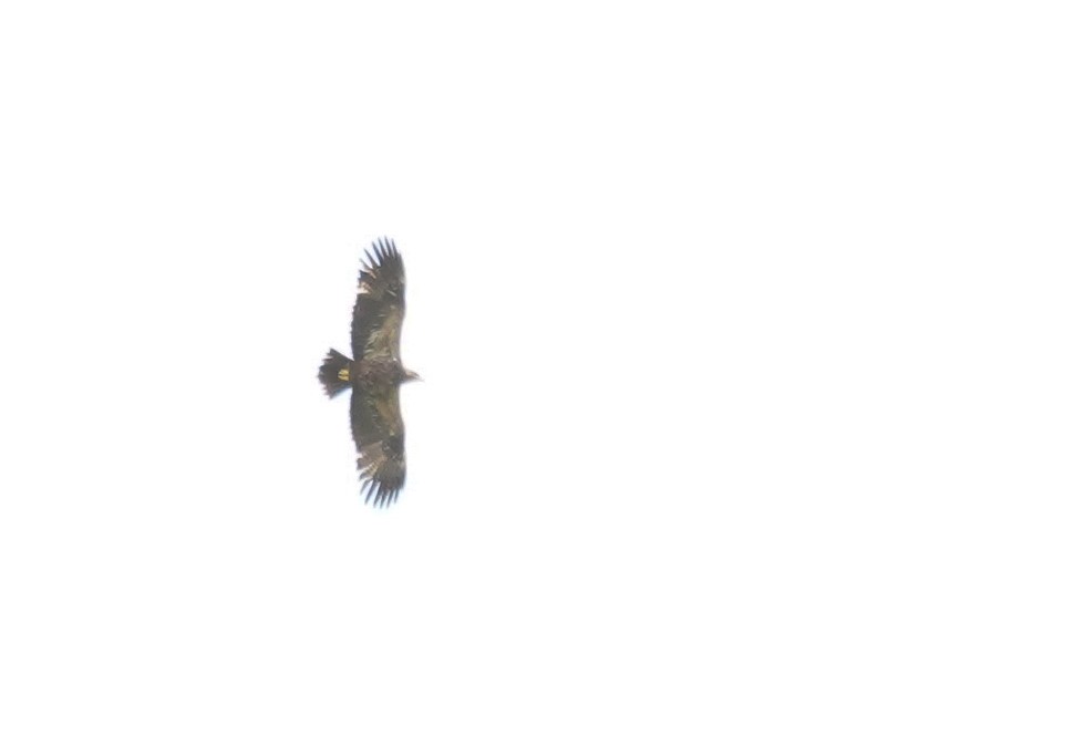Accipitridae sp. (tipo águila) - ML616704439
