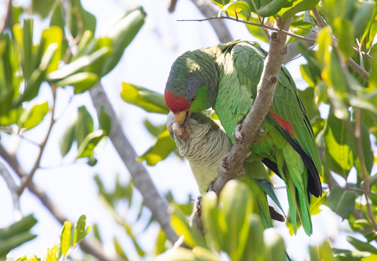Red-crowned Parrot - ML616704441