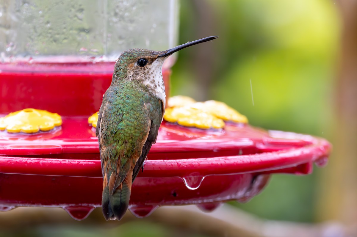 Rufous/Allen's Hummingbird - ML616704446