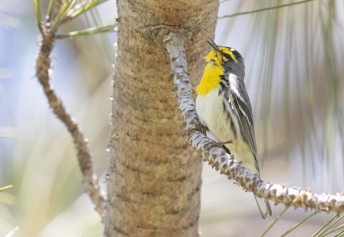 Grace's Warbler - Liam Huber