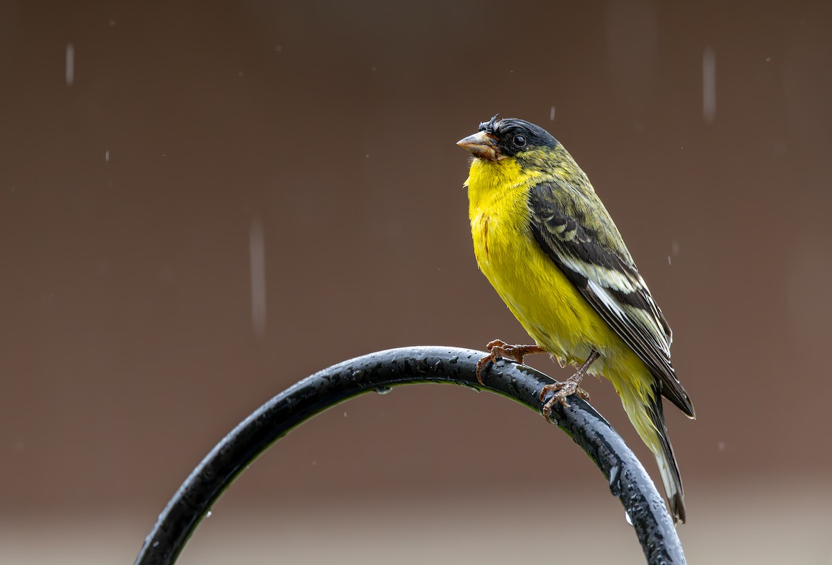 Lesser Goldfinch - ML616704461