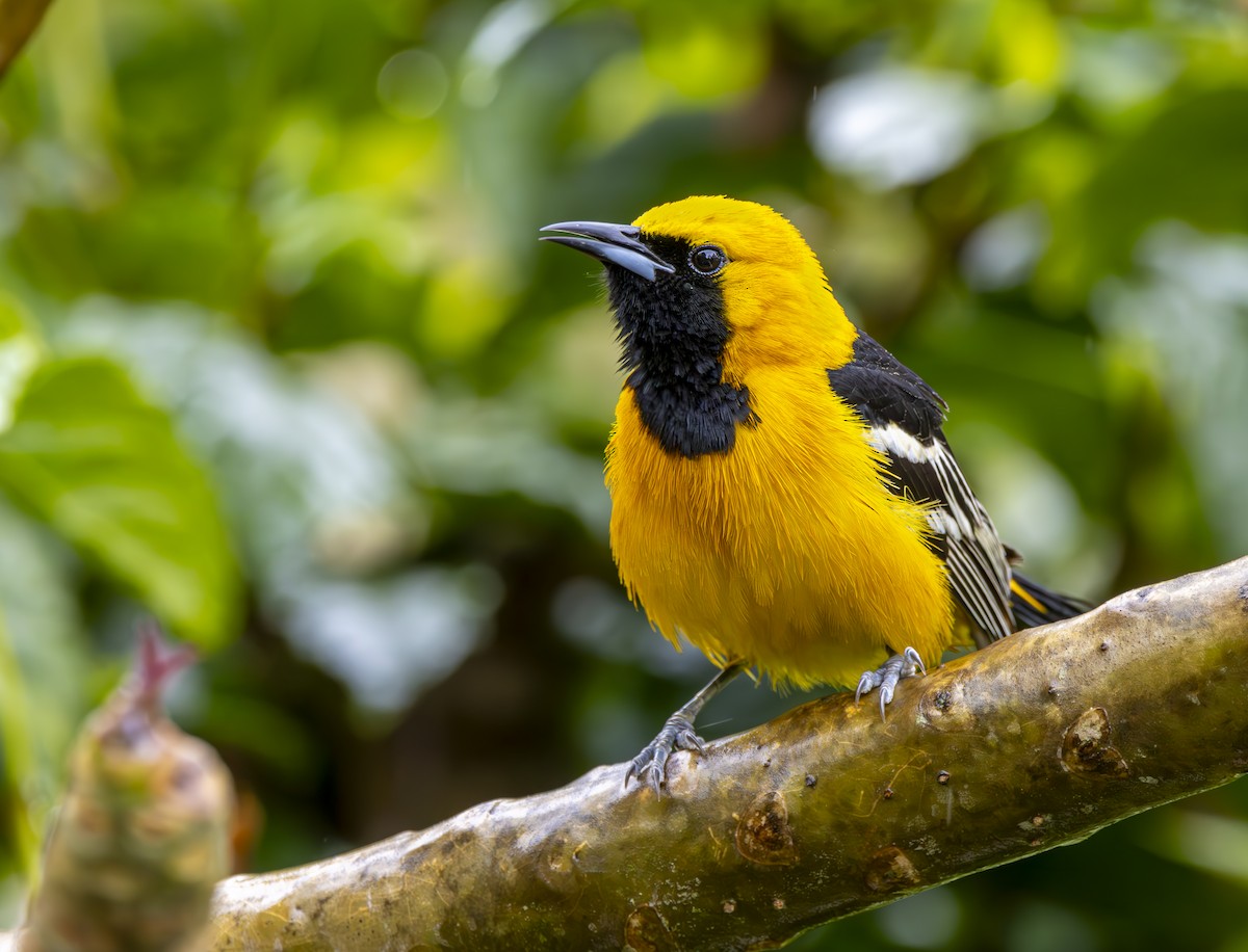 Hooded Oriole - ML616704488