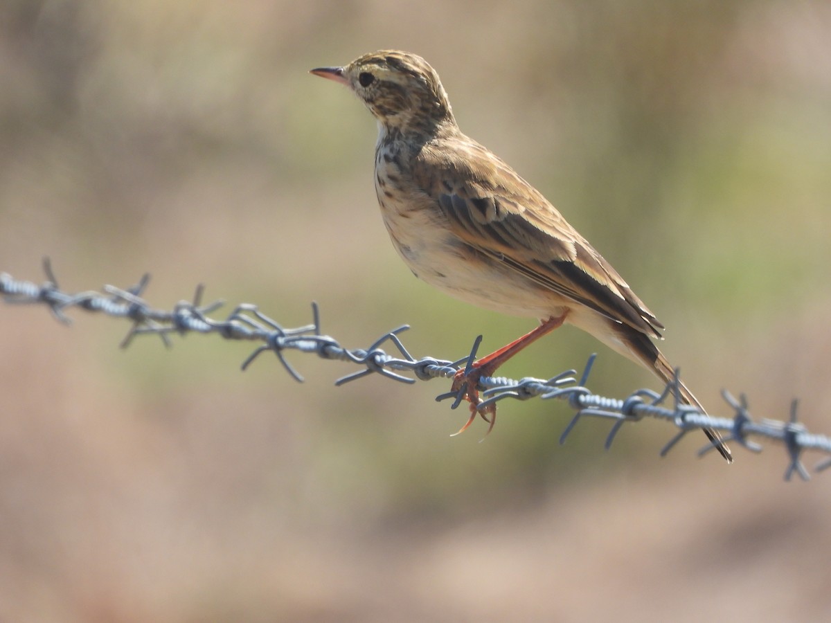 Australian Pipit - David Dedenczuk