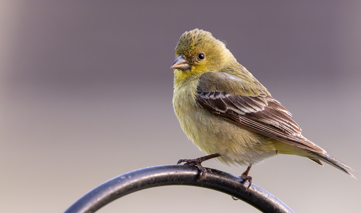 Lesser Goldfinch - ML616704551