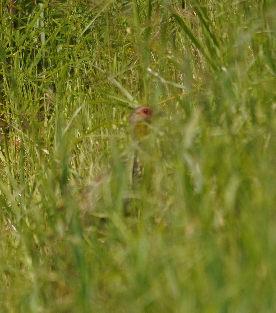 Yellow-necked Spurfowl - ML616704594