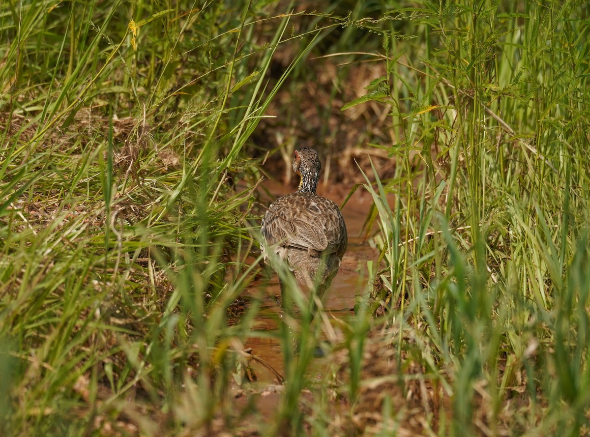 Yellow-necked Spurfowl - ML616704597