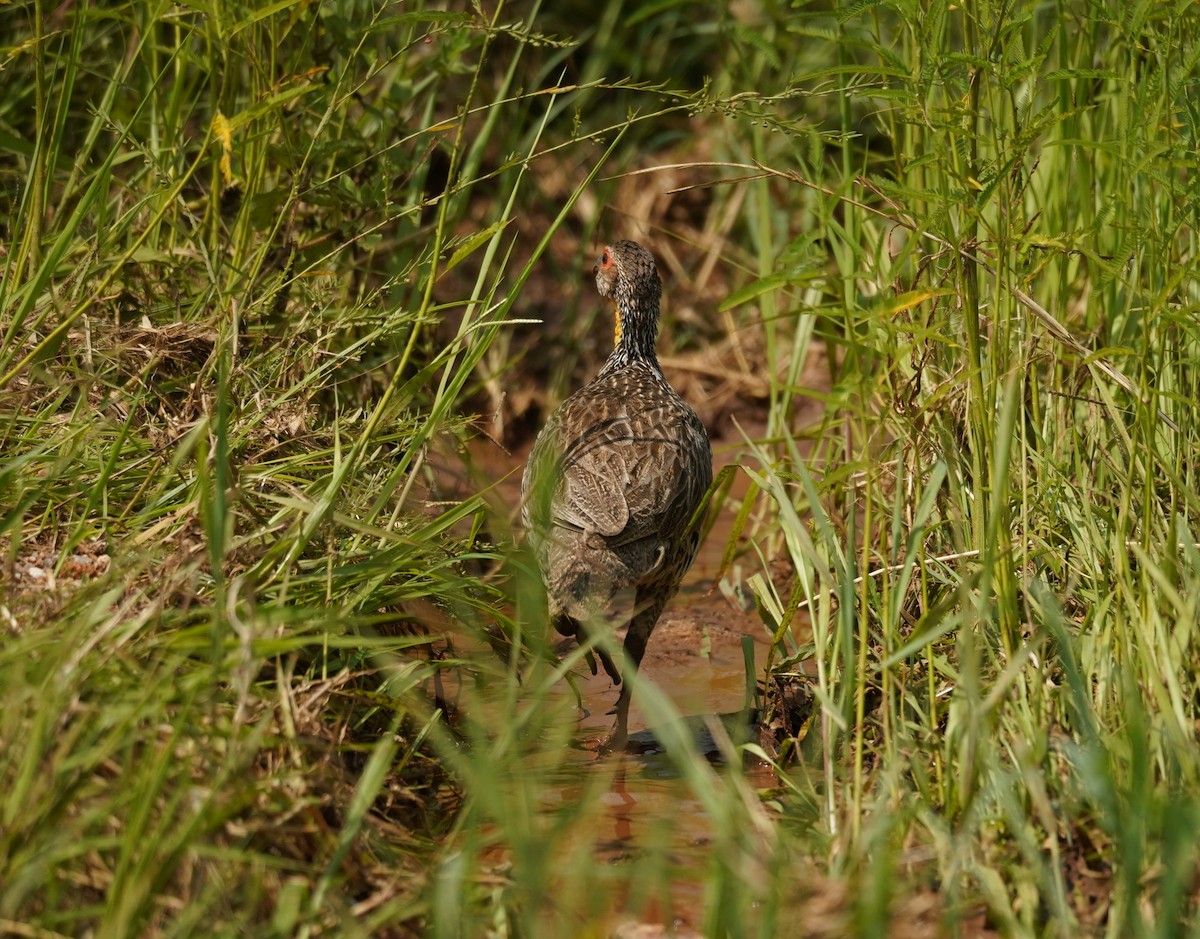 Yellow-necked Spurfowl - ML616704598