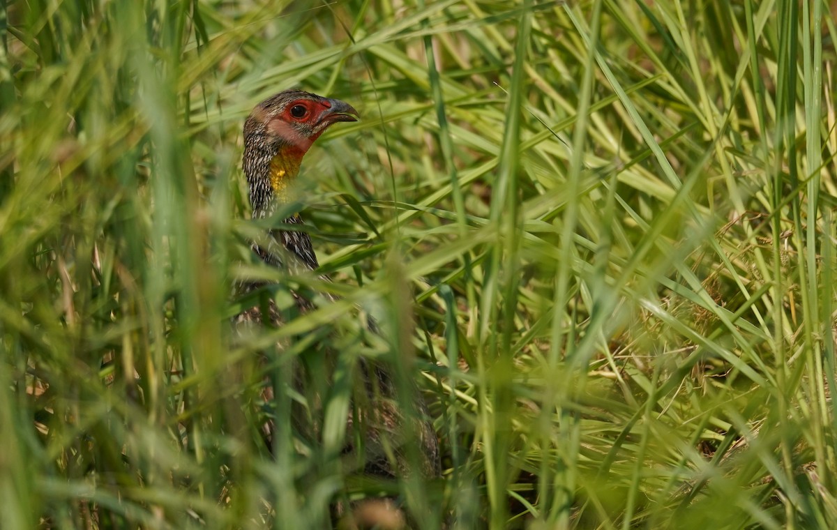 Francolin à cou jaune - ML616704600