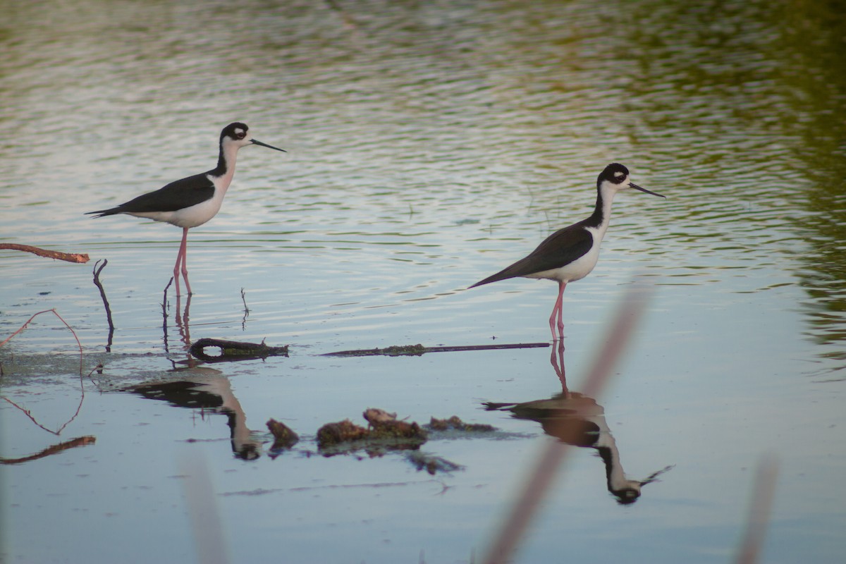 Black-necked Stilt - ML616704620