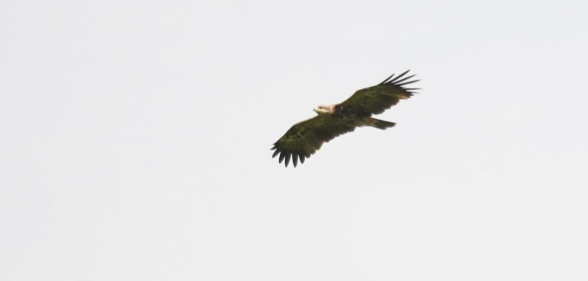 tanımsız kartal (Accipitridae sp.) - ML616704636